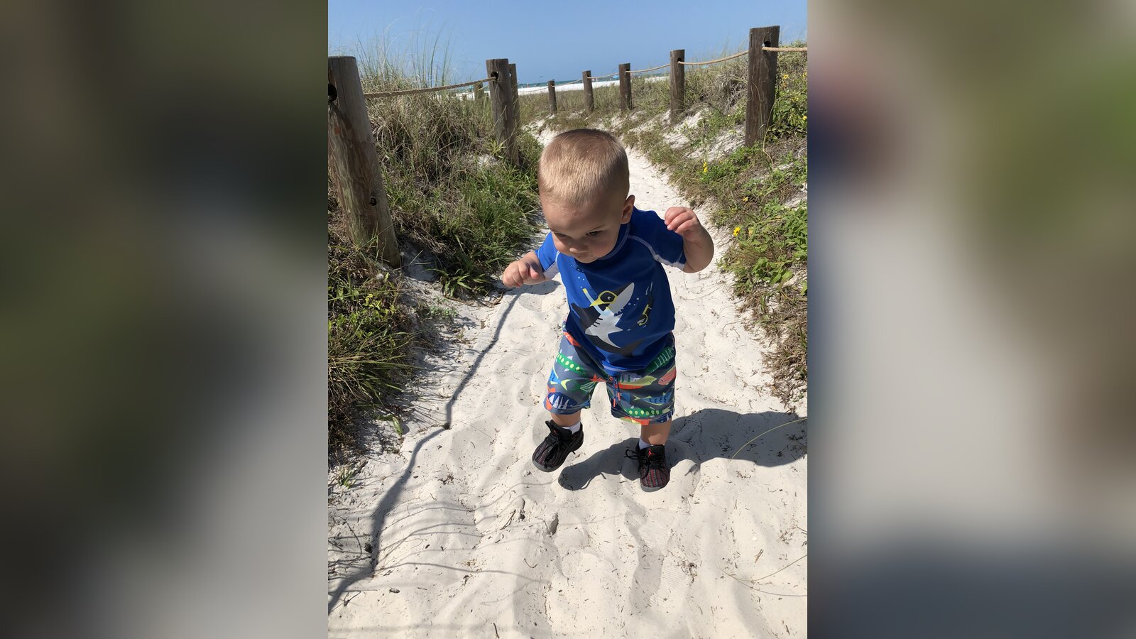 Thirteen-month-old Sam taking careful steps through the dunes at Siesta Key, Florida, on his first visit shortly after learning to walk.